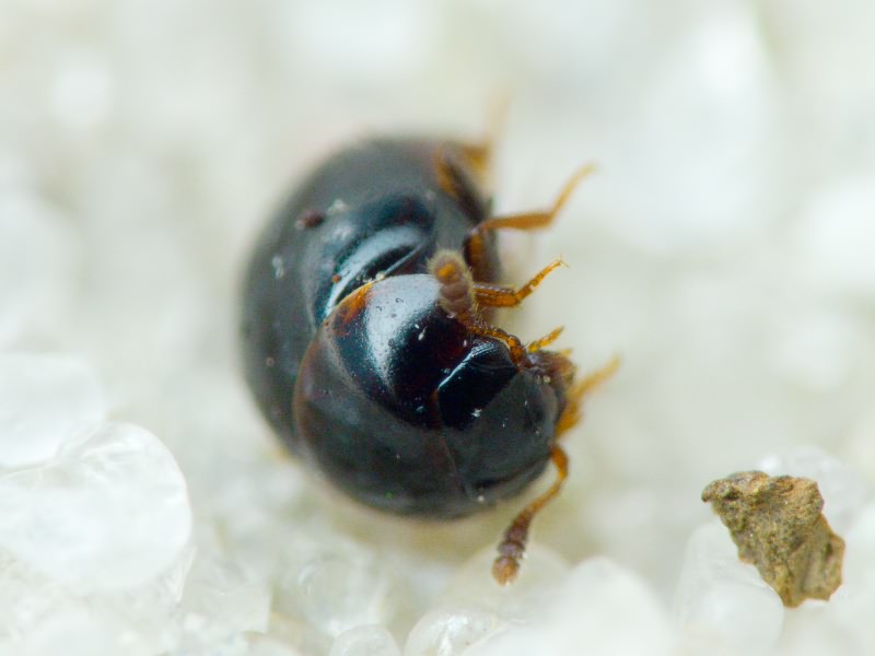 Leiodidae Fleming, 1821